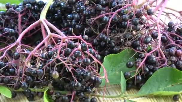 Περιστρεφόμενη μαύρη Γέρων Sambucus nigra μούρα  - Πλάνα, βίντεο