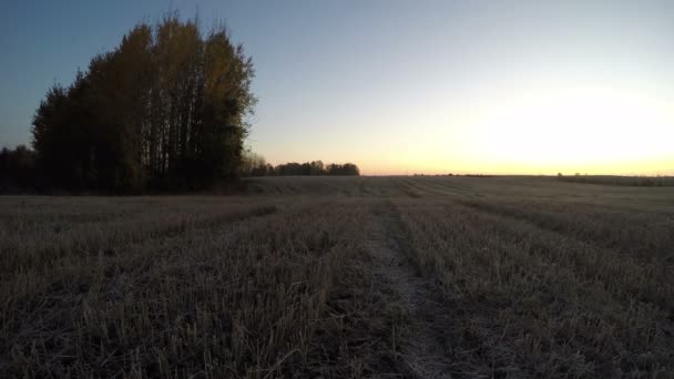 Mooie herfst zonsopgang boven geoogste velden met aspen grove, time-lapse - Video