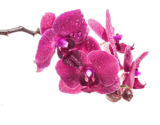 Orchideenblüten isoliert auf weißem Hintergrund - Foto, Bild