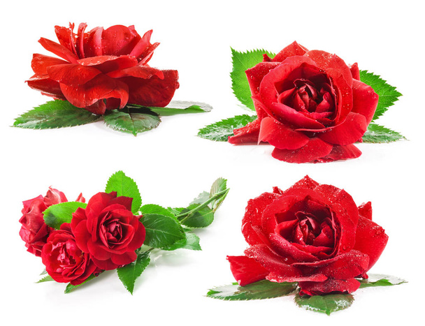 Rote Rose isoliert auf Weiß - Foto, Bild