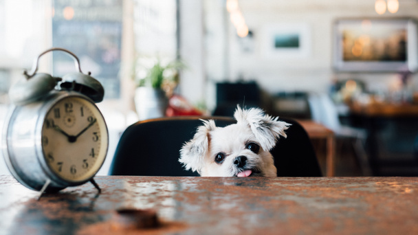 甘い犬が時計とコーヒー ショップで何かを見てください。 - 写真・画像