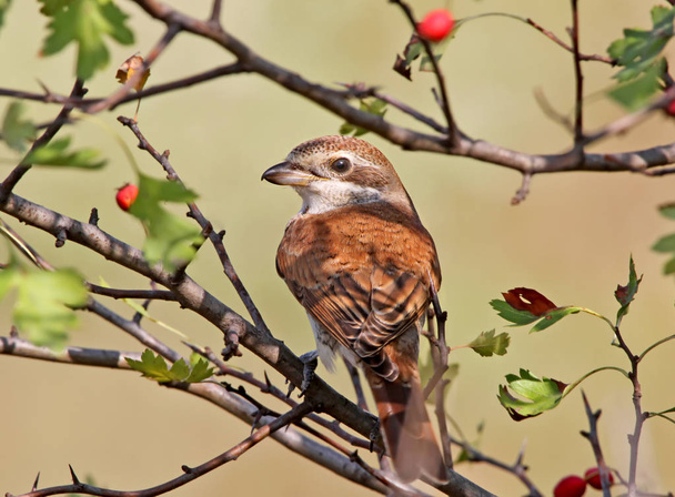 Close up rear view portrait of a red backed shrike with red berries on the background - Photo, Image