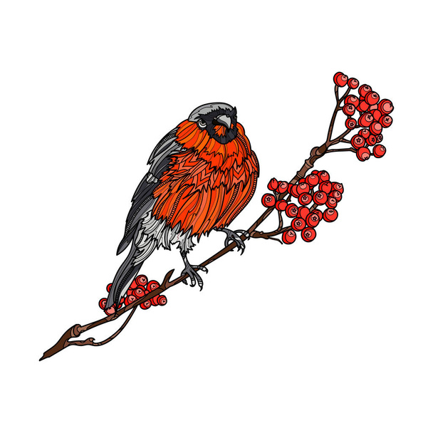 Bullfinch on the branch of mountain ash. - Vector, Image