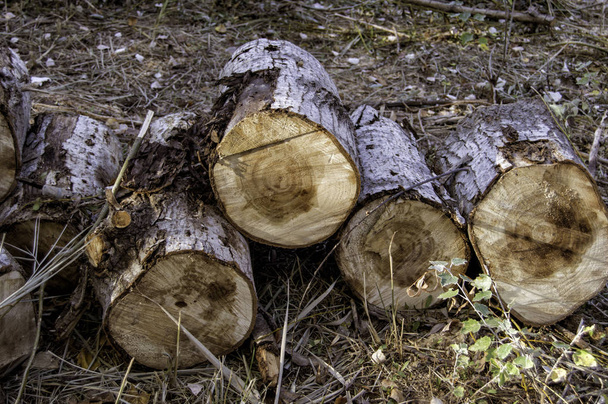 vrstvené dřevo protokoly - Fotografie, Obrázek