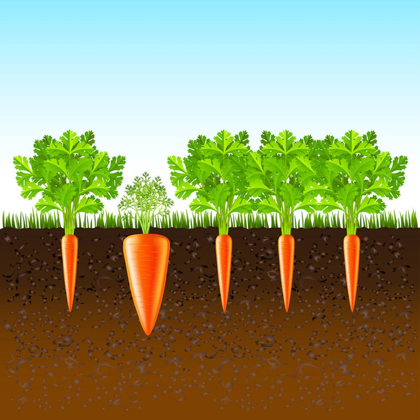 Pěstování mrkve na zem vektorové pozadí - Vektor, obrázek