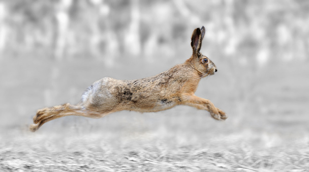 Black and white photography with color hare - Photo, Image