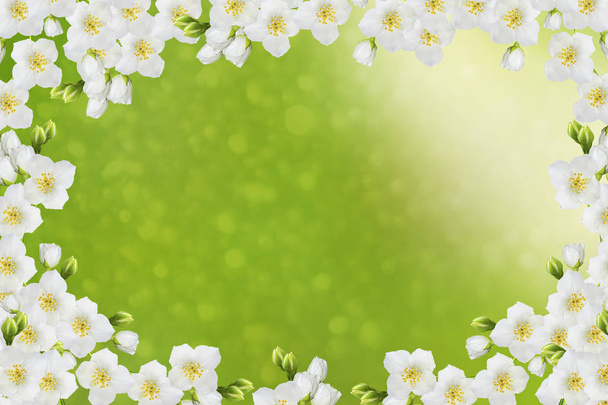 Jasmin blanc La branche délicates fleurs de printemps
 - Photo, image