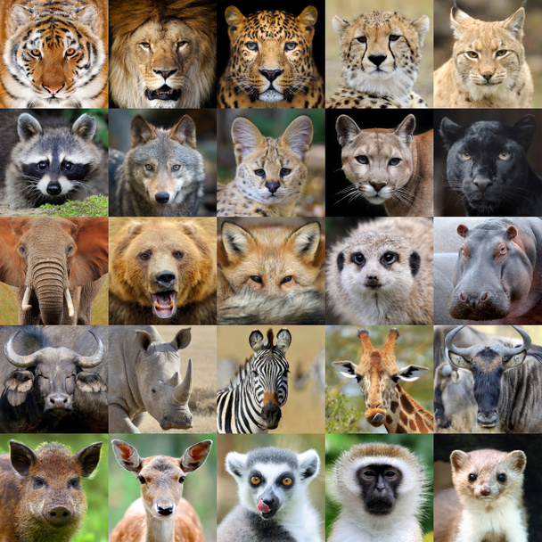 Collage con retrato animal
 - Foto, Imagen