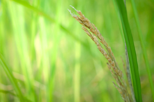folha de arroz no fundo da natureza
 - Foto, Imagem