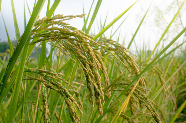 feuille de riz sur fond nature
 - Photo, image