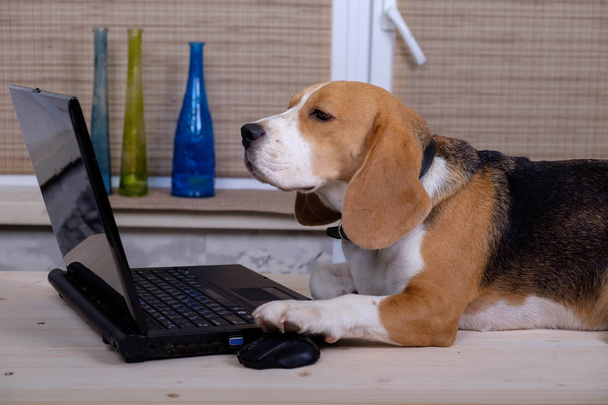 Beagle dog on the table with laptop - Foto, Imagen