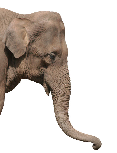 egy elefánt fej elszigetelt - Fotó, kép
