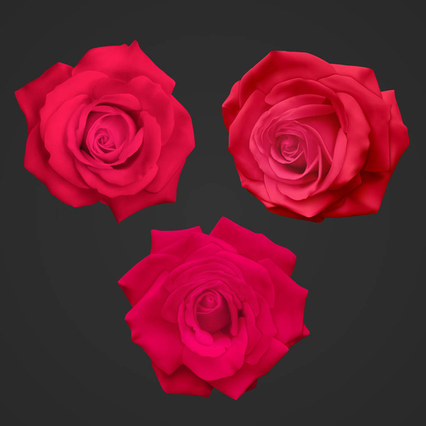 暗い背景のベクトル図に分離された現実的な赤いバラ - ベクター画像