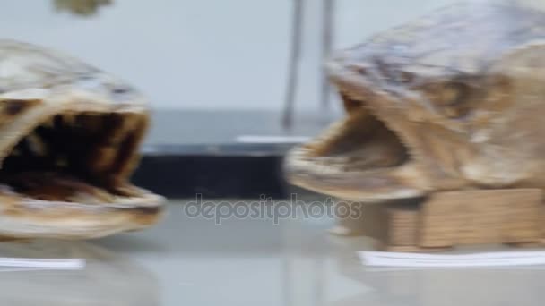 Coelacanth Latimeria chalumnae Lobbed płetwa ryba, Muzeum historii naturalnej w Muzeum historii naturalnej. Okazy ryb w Muzeum - Materiał filmowy, wideo