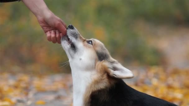 Un cane gallese Corgi Pembroke mangia cibo dalle mani della sua padrona di casa
. - Filmati, video