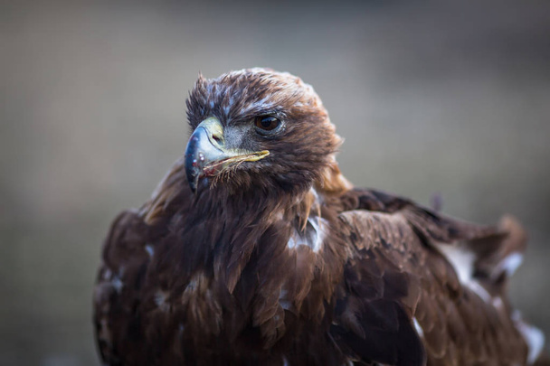 Jovem águia dourada closeup
 - Foto, Imagem