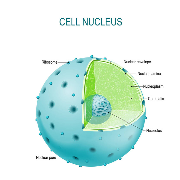 Núcleo celular. diagrama vectorial
 - Vector, imagen