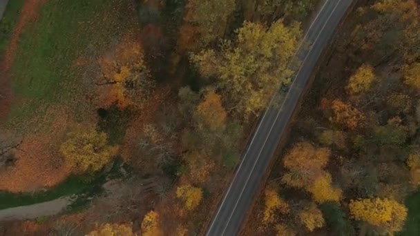 Sugulda Nature autumn Car drive wit drone - Video
