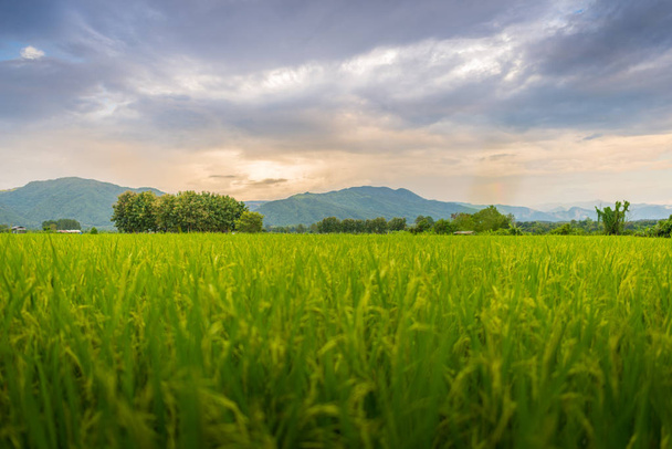 Krajina z rýžového pole a hory pod modrou oblohou v slunečný den v Pua okres, provincie Nan, Thajsko - Fotografie, Obrázek