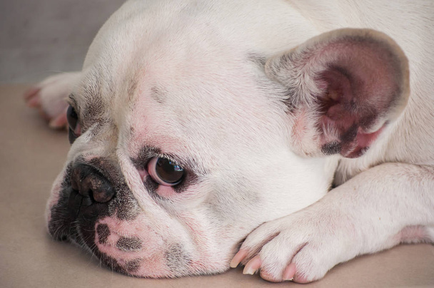 Lindo Bulldog francés blanco esperando a su dueño
 - Foto, Imagen