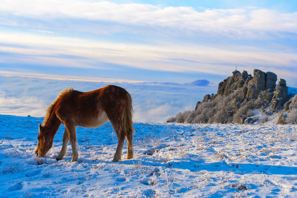 Horses in the mountains are looking for food under the snow. - Фото, изображение