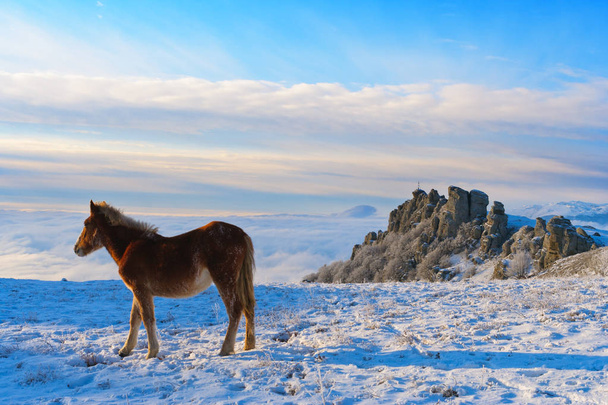 Caballos en las montañas están buscando comida bajo la nieve
. - Foto, Imagen