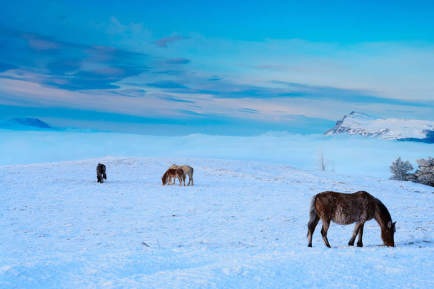Pferde in den Bergen suchen im Schnee nach Futter. - Foto, Bild