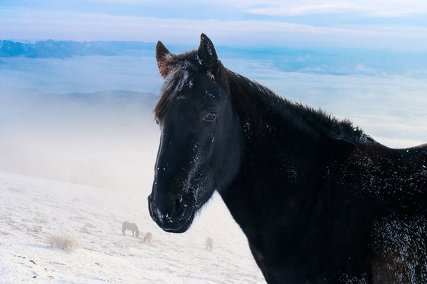 Horses in the mountains are looking for food under the snow. - Foto, afbeelding