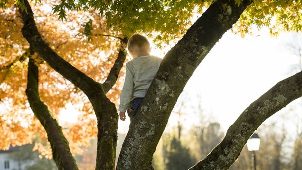 Petit garçon dans une branche d'arbre regardant vers le bas
 - Photo, image