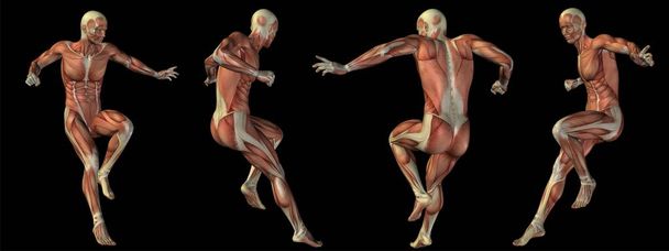 High resolution concept or conceptual human or man 3D anatomy body with muscle isolated on black background as metaphor to medicine,sport,male ,muscular,medical,health,biology or fitness group or set - Photo, Image