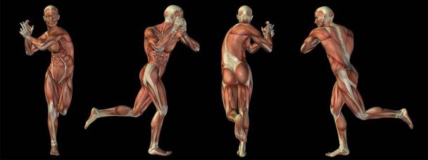 Концепция высокого разрешения или концептуальный человек или человек 3D анатомии тела с мышцами изолированы на черном фоне в качестве метафоры для медицины, спорта, мужчины, мускулатуры, медицины, здоровья, биологии или фитнес-группы или набор
 - Фото, изображение