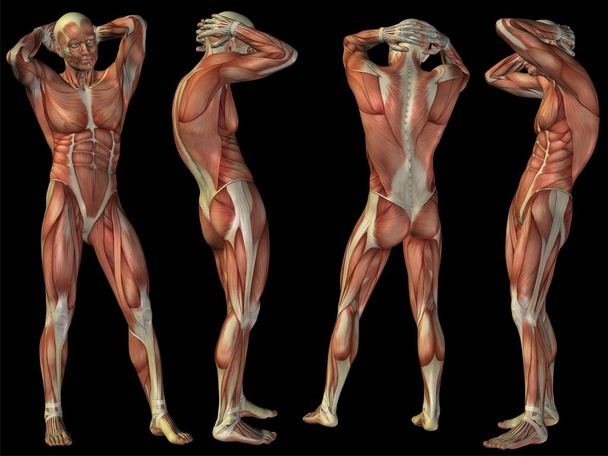 Concept à haute résolution ou concept humain ou humain Corps d'anatomie 3D avec muscle isolé sur fond noir comme métaphore de la médecine, du sport, de l'homme, du muscle, de la médecine, de la santé, de la biologie ou du groupe ou ensemble de fitness
 - Photo, image