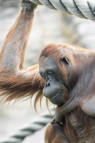 orangutan in the jungle of indonesia - Фото, изображение