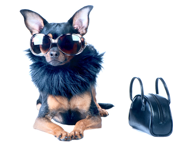 Elegante, chic dog Toy Terrier, Chihuahua
. - Foto, Imagen