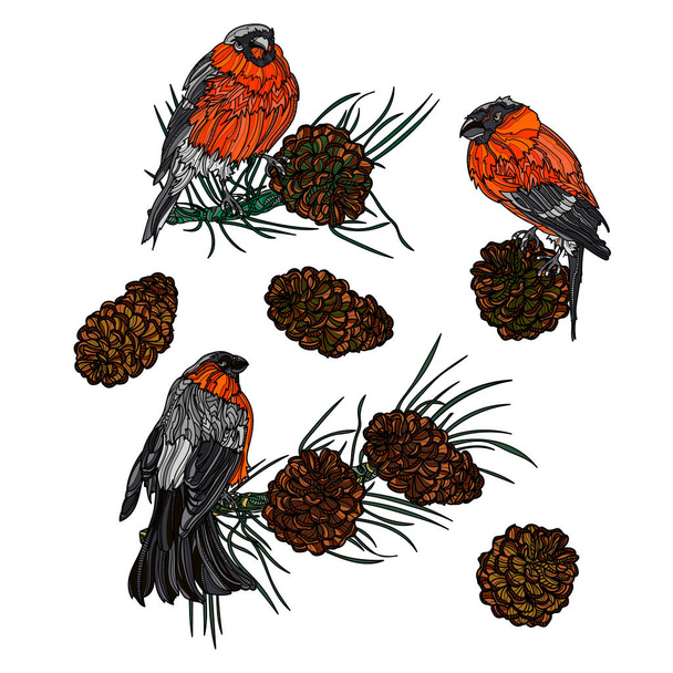 Bullfinches on branches with pine cones. - Vector, Image