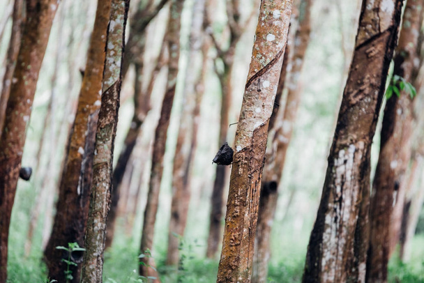 Каучуковое дерево в ряд на каучуковой плантации
 - Фото, изображение