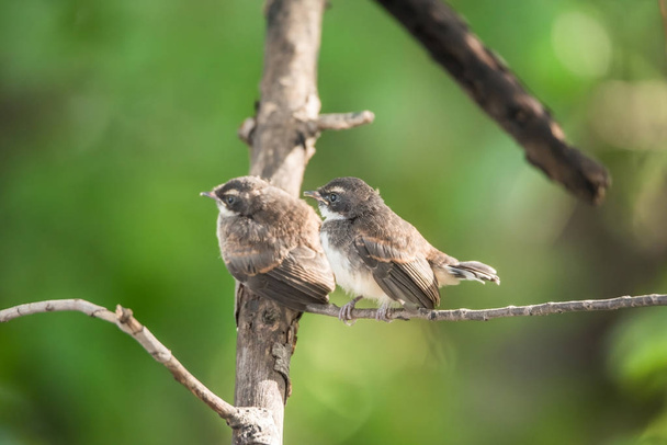Двох птахів (Pied Надира мухоловка) в дикої природи - Фото, зображення