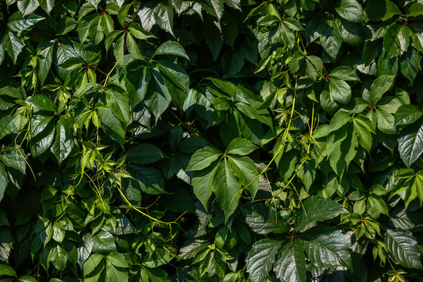 Green leaves wall texture background - Fotó, kép