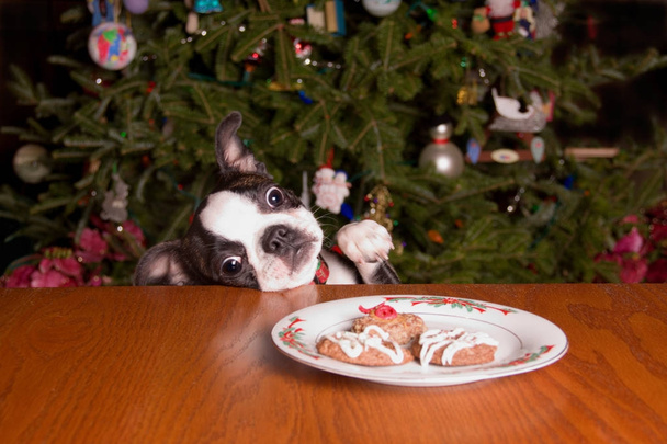 Χριστούγεννα Poopsie φθάνοντας για τα Cookies - Φωτογραφία, εικόνα
