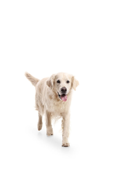 ラブラドル ・ レトリーバー犬の散歩 - 写真・画像