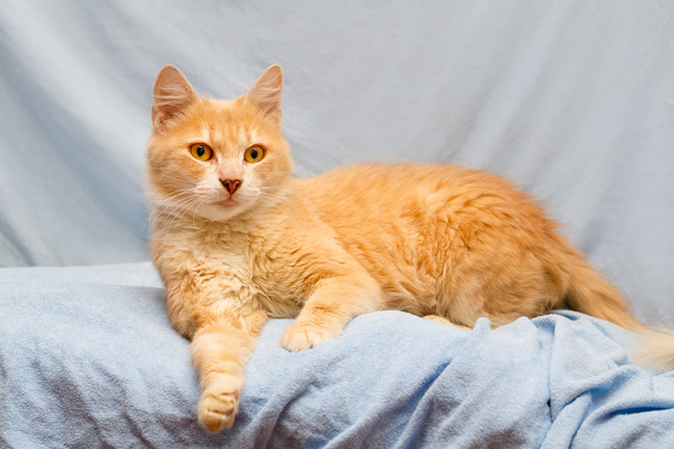 Kırmızı kedi fotoğraf - Fotoğraf, Görsel