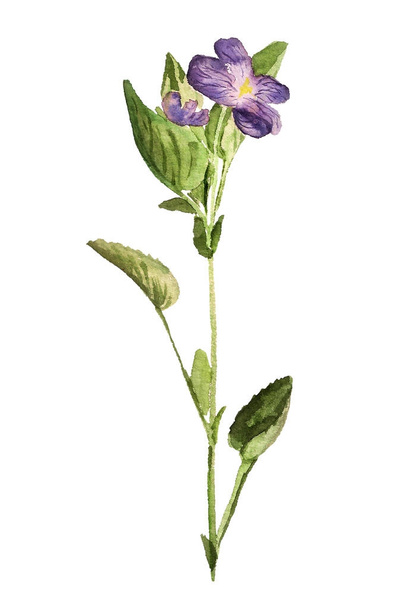 Flower of viola - Фото, изображение