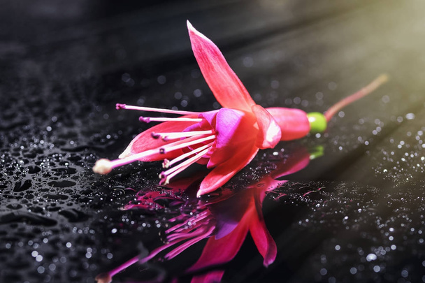 Beautiful abstract background on a mirror surface with a flower of fuchsia and water drops close-up in the sunlight - Photo, image