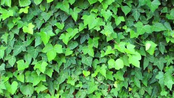 schöne Blätter Pflanze auf Baum Natur Flora Konzept - Filmmaterial, Video