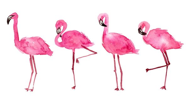 watercolor illustration pink flamingos.  - Valokuva, kuva