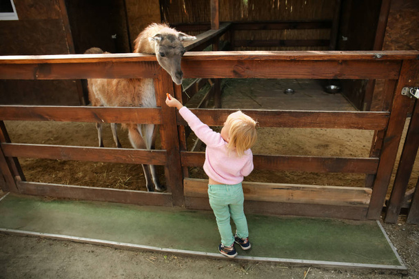 Cute little girl feeding funny lama in petting zoo - Foto, Bild