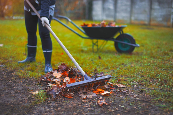 Woman raking leaves on cold autumn day - Photo, Image