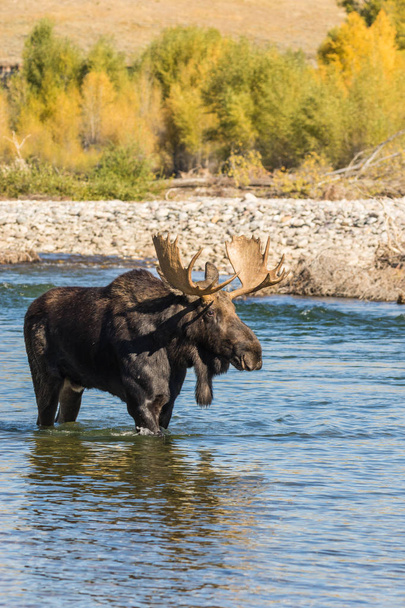 Bull Moose Crossing een rivier - Foto, afbeelding