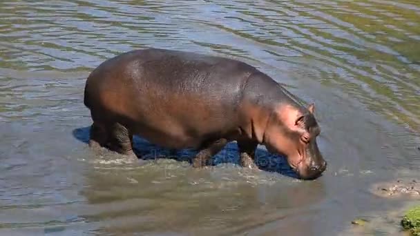Jeden hipopotam spaceru, wydostać się z wody z bliska - Materiał filmowy, wideo