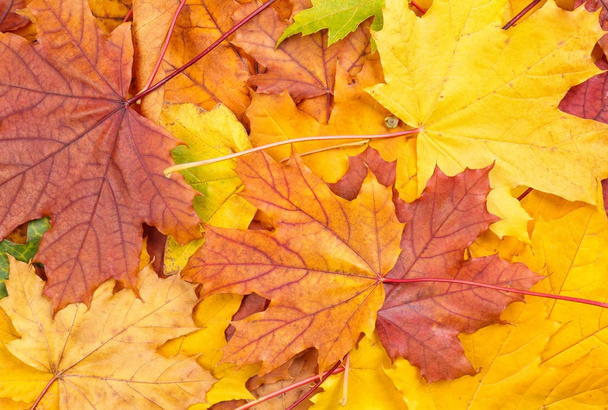 Цветные осенние листья в качестве фона - Фото, изображение